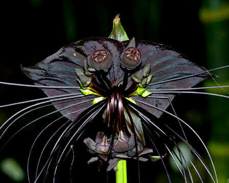 Tacca CHANTRIERI