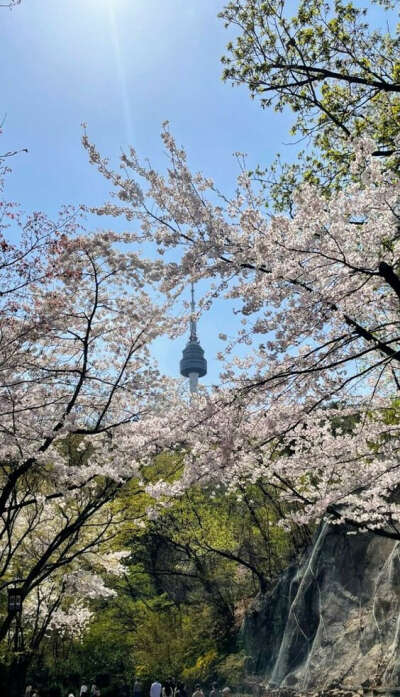 Увидеть своими глазами цветение вишни в Южной Корее