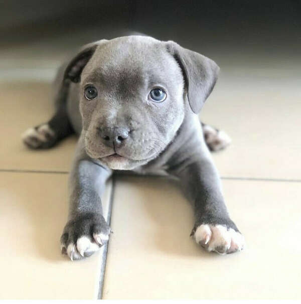 Pitbull Terrier