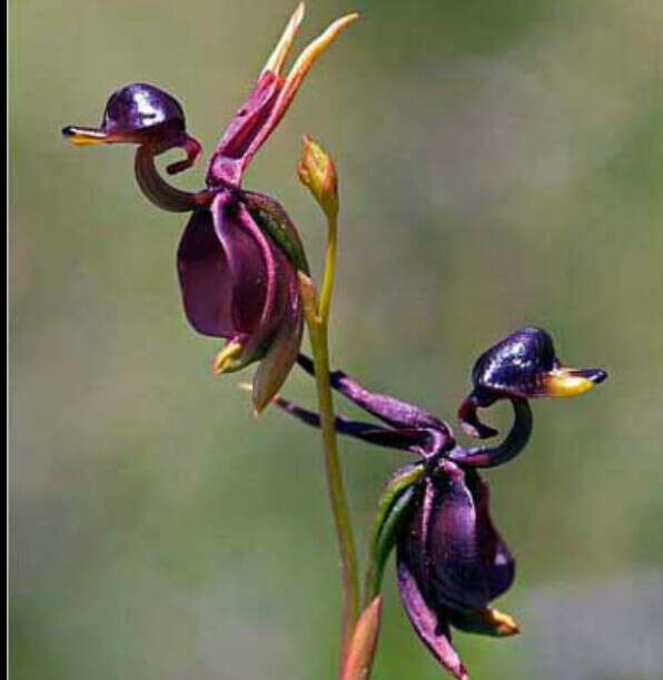 Орхидея уточка