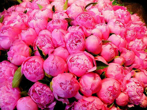 Bouquet of Peonies