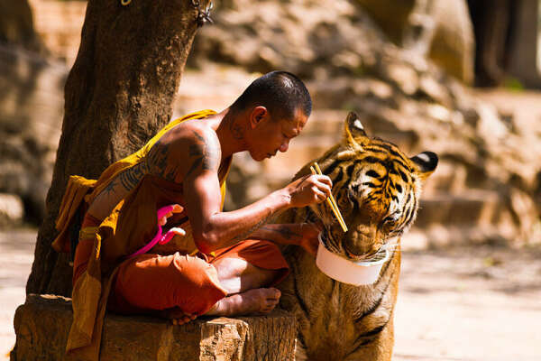 Погладить тигрёнка в Храме тигров