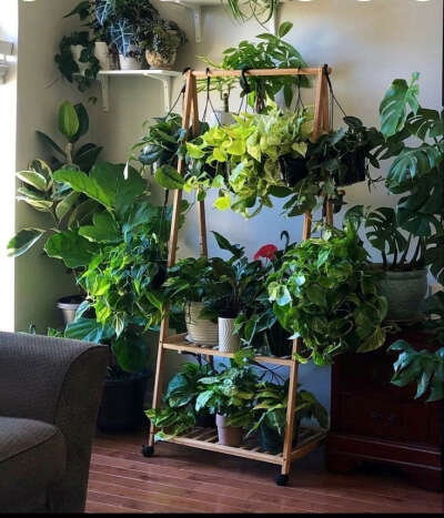 Любые комнатные растения