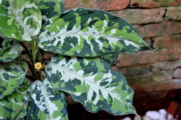 aglaonema pictum tricolor