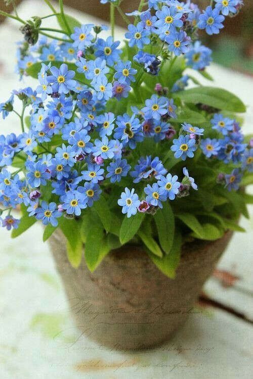 Незабудка в горшке. Незабудка Полевая (Myosotis arvensis). Незабудка Садовая голубая. Незабудка Myosotis Myomark. Незабудка Альпийская синяя корзинка.