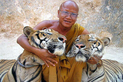 Побывать в тигрином монастыре в Таиланде