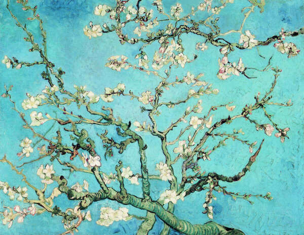 Картина по номерам "Цветущие ветки миндаля" Ван Гог