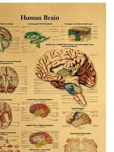 интерьерный постер анатомия мозга