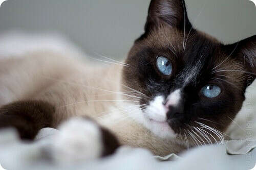 Snowshoe cat