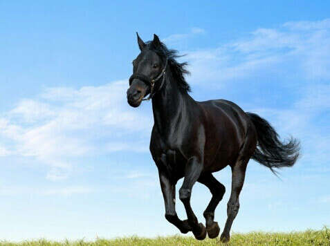 Хочу собственную лошадь