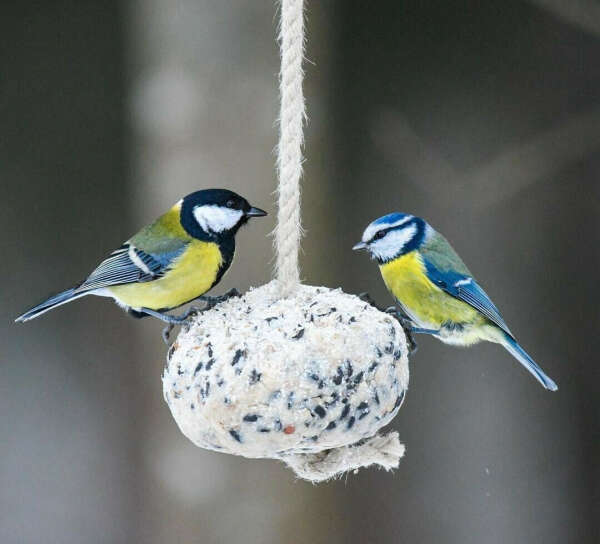 Корм для птиц и питательные шарики