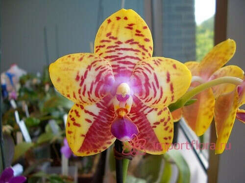 P.Orchid World “Zuma”