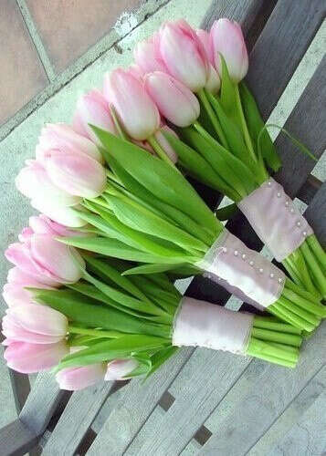 Белые и/или розовые тюльпаны
