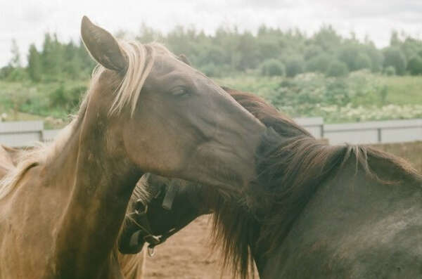 Езда верхом на лошади в Дананге