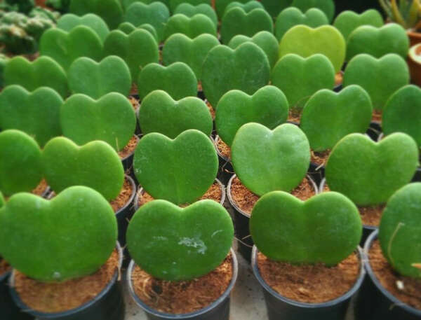 Кактус Hoya Kerrii - Love Heart Plant