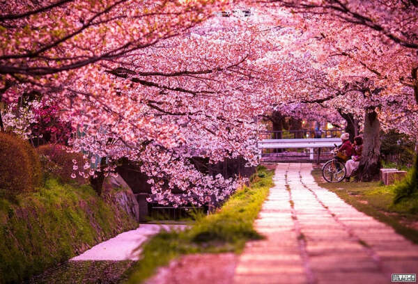Увидеть цветение сакуры