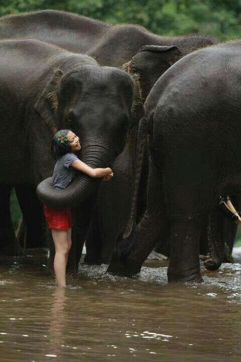 Hug an elephant