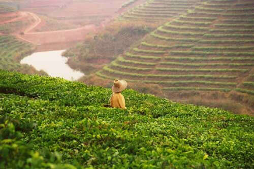 Побывать на чайной плантации в Юннане
