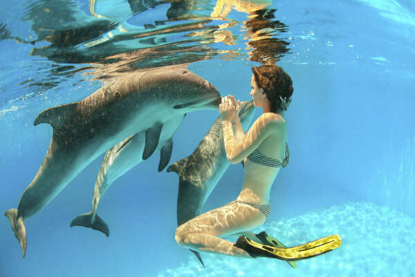 Плаванье с дельфинами