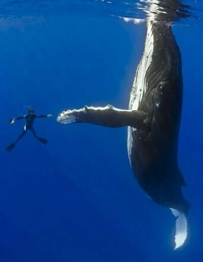 Увидеть вблизи огромного кита, поплавать с ним