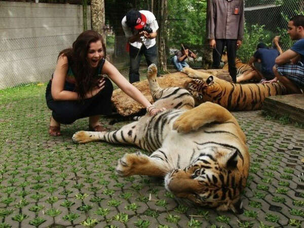 Погладить тигра