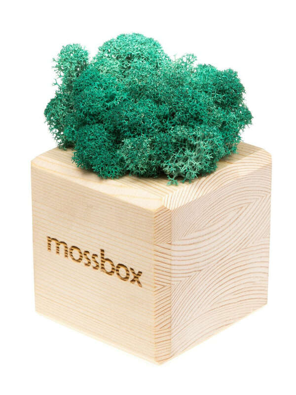 Композиция Мох в интерьере MossBox wooden moray cube, ЭЙФОРД