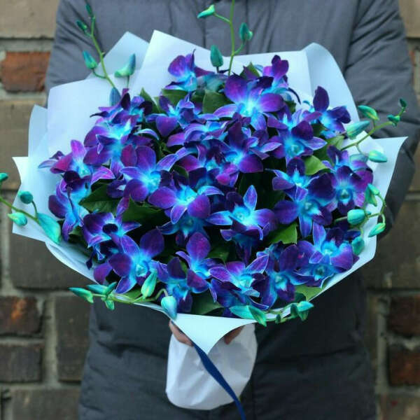 Синие орхидеи дендробиум