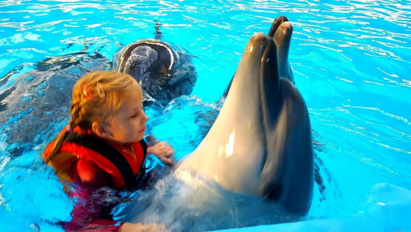 Побыть рядом возле дельфинов или поплавать вместе с ними в дельфинарии