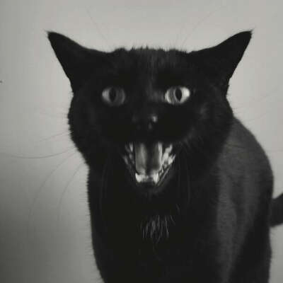 Черную кошку
