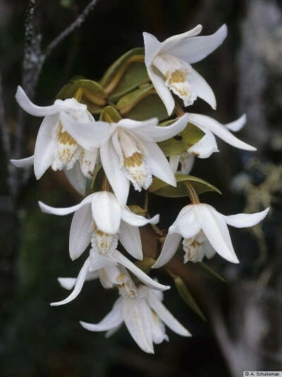 Орхидея Coelogyne papillosa