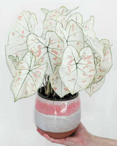 Caladium Strawberry Star