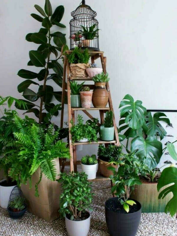 Растения, которые я очень хочу