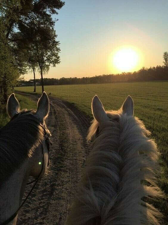 Прогулка на лошадях