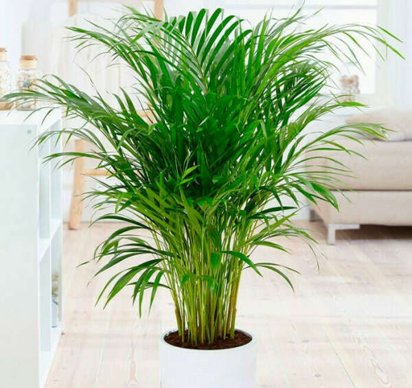 Chrysalidocarpus (Areca)