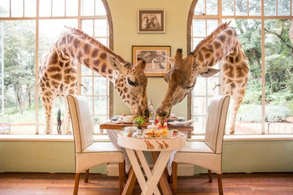 Кения. Отель с жирафами