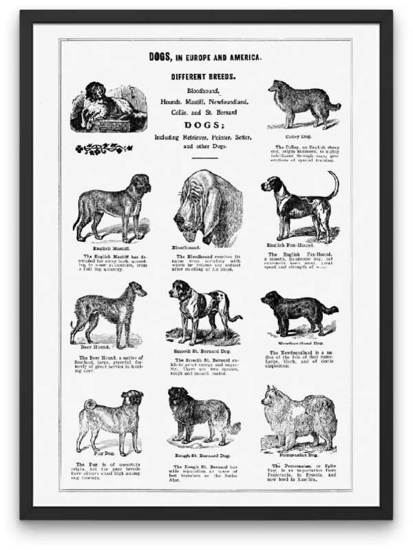 Набор интерьерных постеров  "Собаки. Винтажная энциклопедия."