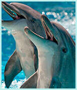 Посетить дельфинарий