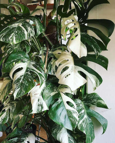 Monstera Variegata