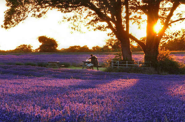 To see lavender fields