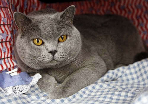 British Shorthair cat