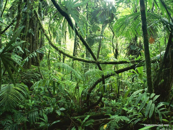 Побывать в джунглях