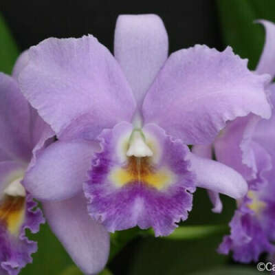 № 3027 Cattleya Blue Boy Blues Grotto