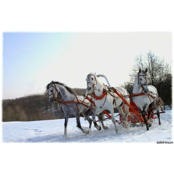Зимняя конная романтическая прогулка на санях