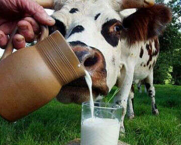 молоко домашнее
