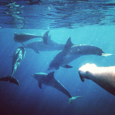 поплавать с дельфинами.