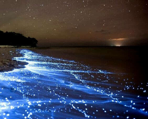 Увидеть вживую Море Звезд на острове Ваадху, Мальдивы