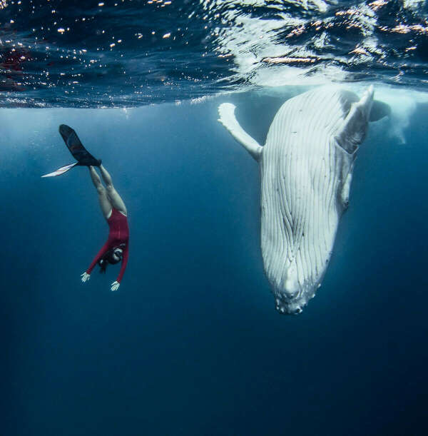 поплавать с китами