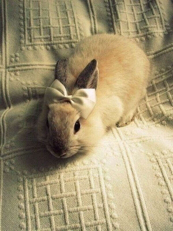 Хочу мимими кролика