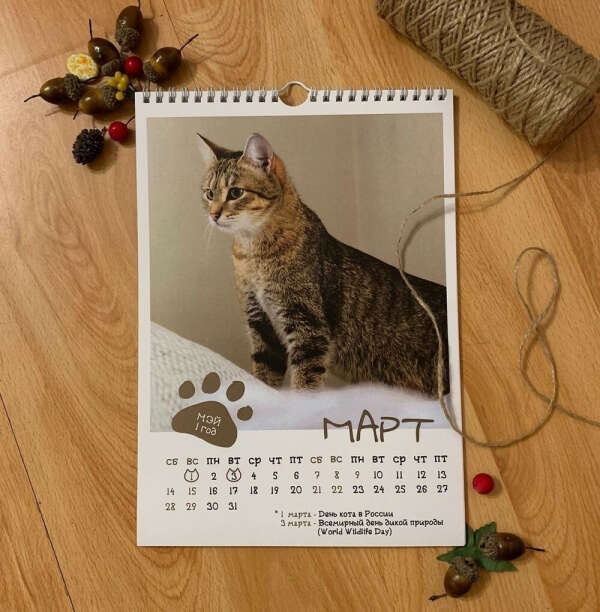Настенный календарь с котами