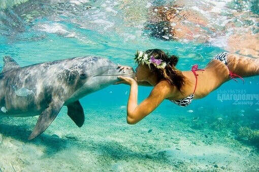 Поплавать с дельфинами в океане